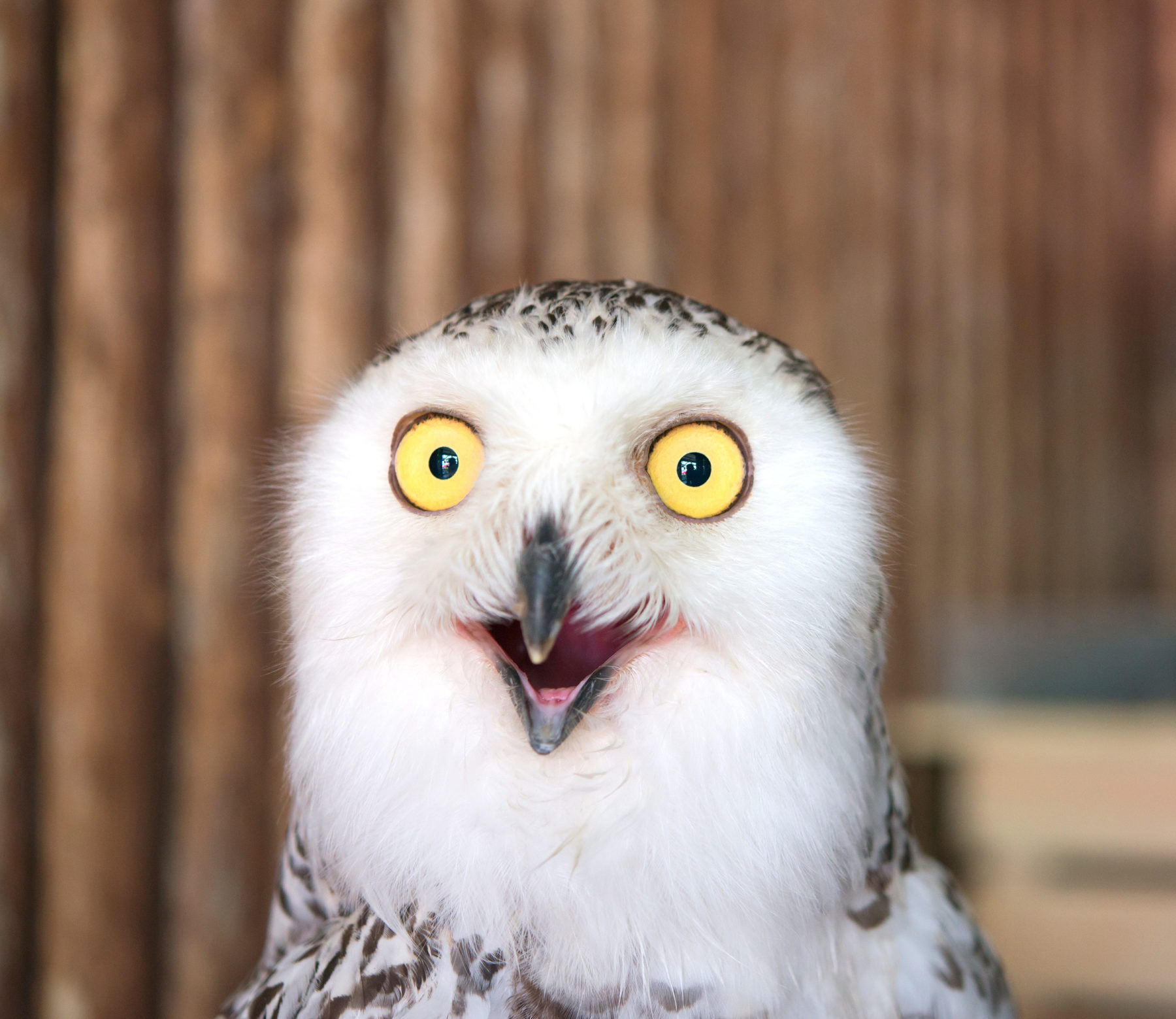 Surprised owl