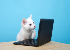 Funny cat looking at a computer