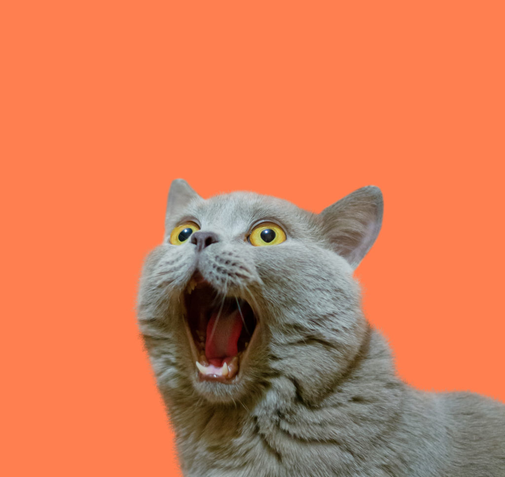 small gray pet cat with mouth open looking surprised on orange background
