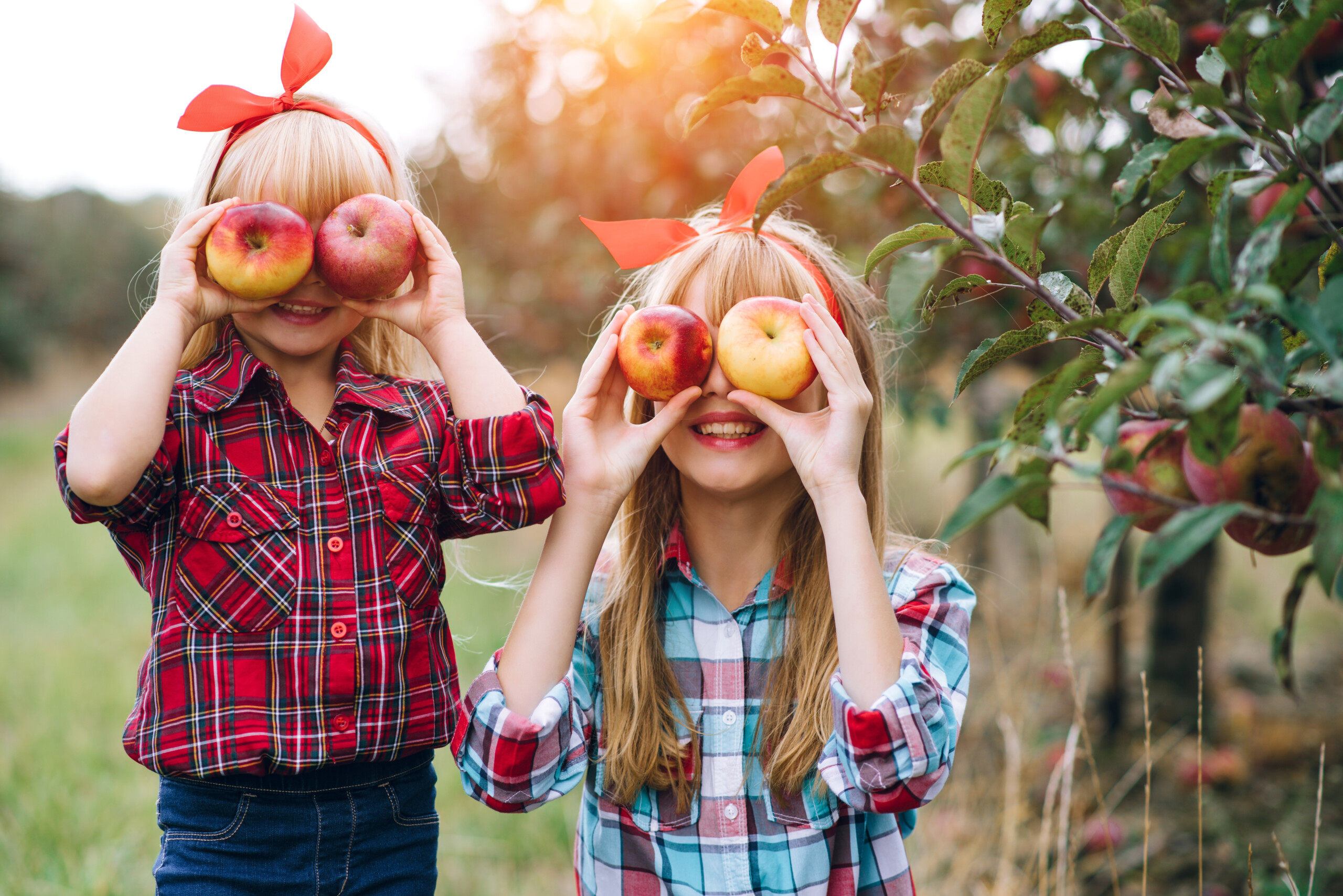 Blog : 3 Incredible Apple Picking Orchards Near Montreal — Langmobile 