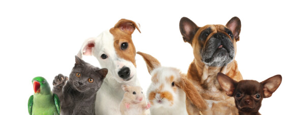 Pets and Unconditional Love 4 Benefits of Pets